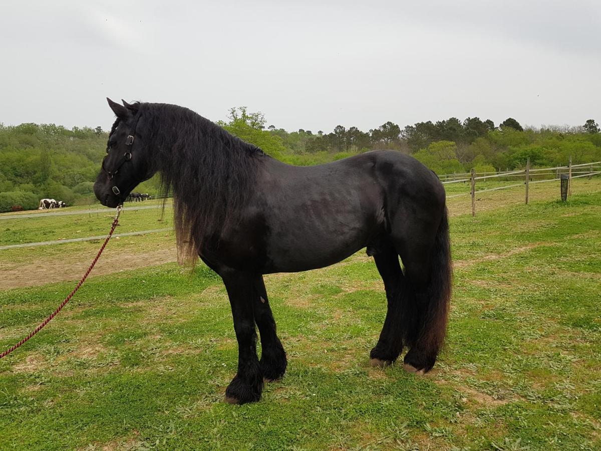 Gite Equestre Domaine Des Crins - Monpazier Capdrot Exterior photo